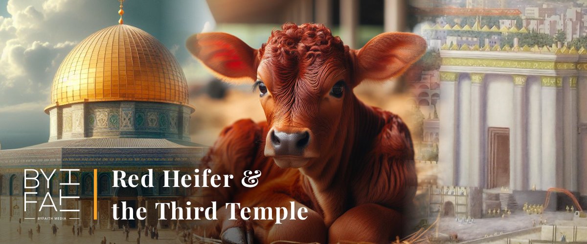 Red Heifer Third Temple Sacrifice News By Faith